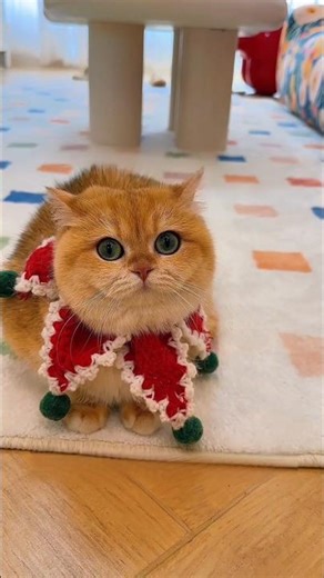 They Got Trapped in a Cupboard… And It Was the Cat!