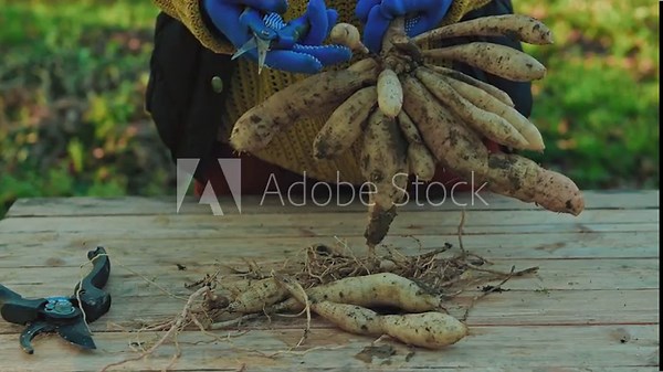 Female gardener dividing dahlias. Freshly lifted and washed clumps of dahlia tubers being divided. Splitting dahlias before winter storage.