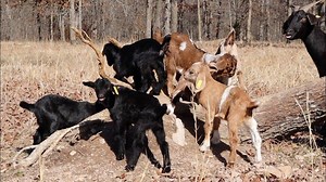 36K views · 1.4K reactions | The Baby Goats Got A New PLAYHOUSE! We...