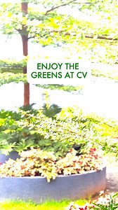 Been wanting to slow down? Sit or walk around and appreciate at the beautiful trees around CV! #CV #OrtigasLand | Circulo Verde