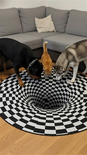 5.9K views · 26 reactions | A Rottweiler Pranks An Orange Cat With A 3D Optical Illusion Rug #USAreels #USAstories #FunnyAnimals #PetPrank #OpticalIllusion #Rottweiler #Husky #OrangeCat This video was produced by Network Media and BlueAxis | Artificially Wild | Facebook
