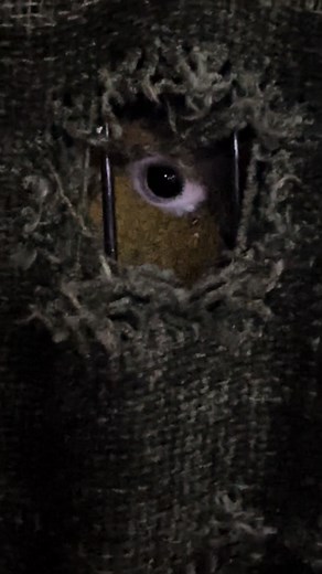 Conure Window Watcher: Cute and Funny Bird Videos