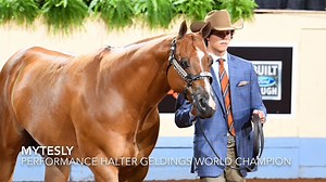 4.9K views · 101 reactions | The first world championship of the @2020 Built Ford Tough AQHYA World Championship Show and the last of Cooper Dobbs' youth career, the Jonesboro, Arkansas, native led Mytesly to their 7th AQHA youth performance halter world title together. Across all divisions, Mytesly now holds 18 performance halter world titles. Journal Winning Runs: Videos and World Champion Stats ➡️ www.aqha.com/youth-world/coverage/2020 | American Quarter Horse Association | Facebook