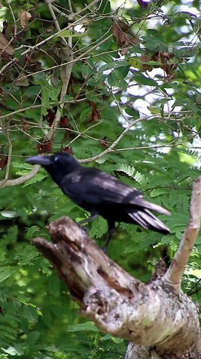 3.5K views · 133 reactions | Eastern jungle crow ‍⬛ #reels #nature #birds #crow | 퐍퐚퐭퐮퐫퐞 퐏퐡퐨퐭퐨퐬 퐁퐨퐨퐤 | Facebook