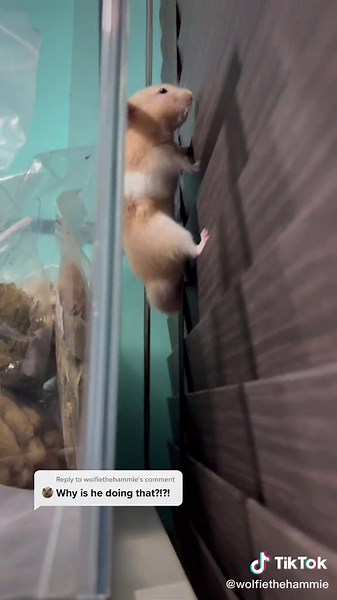 Hamsters Smelling Snacks: A Cute and Curious Habit