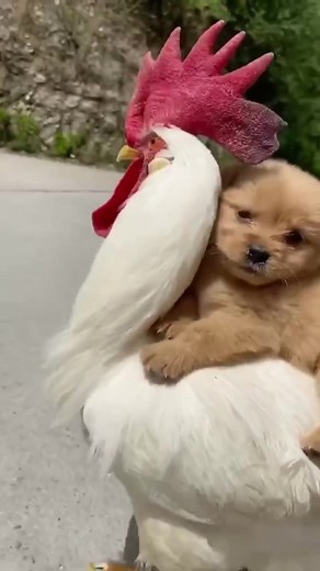 #dog #foryoupage #tiktokdog #puppy #trend #funny #roster