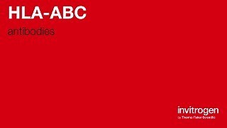 Anti-HLA-ABC Antibodies | Invitrogen