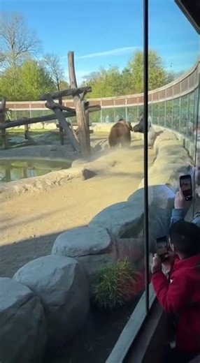 Monkey Attacked a BEAR in the Zoo… And Won?! 🐵💥🐻 (You Won’t Believe the Ending!)