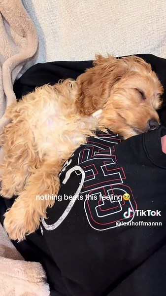 my girl 🥹💕 #dogtok #fyp #cockapoo #puppy #cuddles