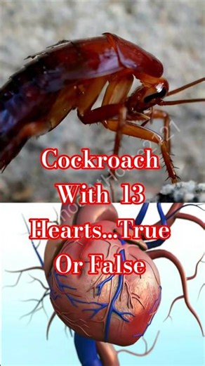 Do Cockroaches Have 13 Hearts? 😱 Shocking Truth Revealed! #youtubeshorts