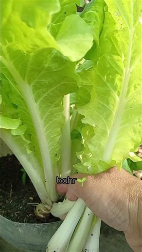 Picking mustard greens in this way makes the plant produce new shoots again #gardening