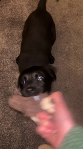Adorable Labrador Puppy with Crazy Eyes