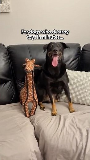Best Toy For Dogs Who Destroy Toys In Minutes | The Pack