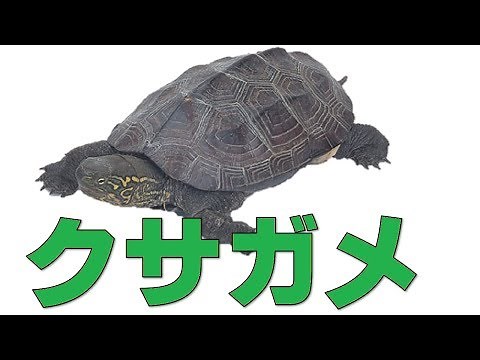 Introduction of Reeves ' turtle