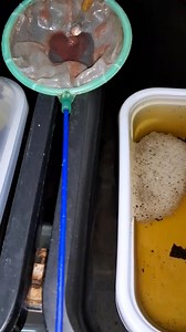 first feeding Part 5 | Lex Betta