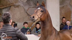 #equitazione Sul Renon la Giornata del cavallo arabo: fari puntati sul nuovo stallone Feuerjade Tag des arabischen Pferdes Cavalli Arabi Zoppellaro Arabian Training Center | TV33 - La vostra TV in Trentino Alto Adige