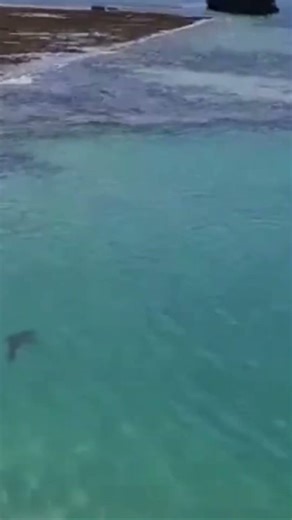 Great Barrier Reef Queensland Heron Island.