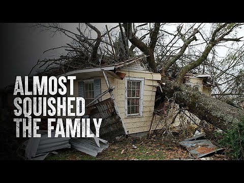 How to Survive a Tree Falling on Your House