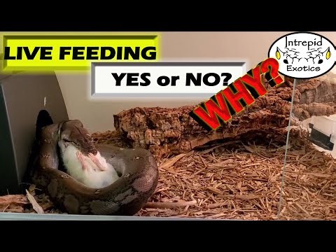 WHY TO STOP LIVE FEEDING: What does the SCIENCE say?