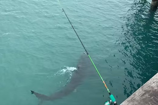 Great White Shark spotted swimming under Lorne Pier