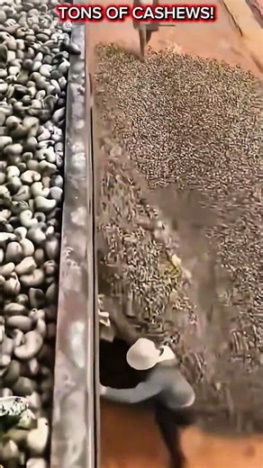 Massive Cashew Unloading & Drying Process.