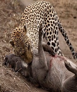 Cheetah suddenly attacked wild pigs. #Animal | Lovely