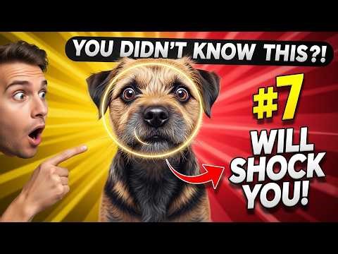 10 Things You Didn’t Know About Border Terriers