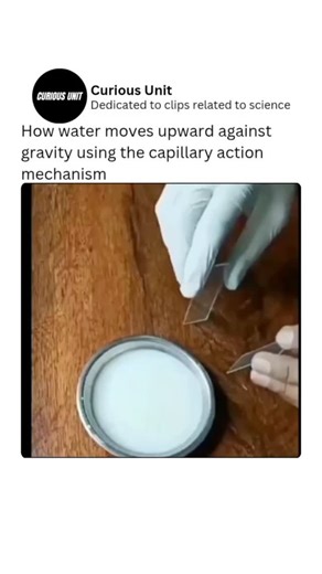 Curious Unit on Instagram: "Ever wondered how water moves upward against gravity? 🌱💧 This fascinating process is called capillary action. It happens when water molecules stick to the walls of a narrow tube (adhesion) and pull each other along due to cohesion. In thin spaces, these forces are stronger than gravity, allowing water to rise on its own. This mechanism helps plants transport water from roots to leaves and plays a vital role in nature and science. #CapillaryAction #ScienceExplained"