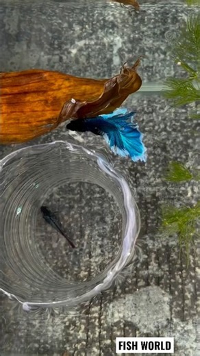 BETTA FISH BREEDING 😱 From Eggs to Tiny Fry! 🐟🔥