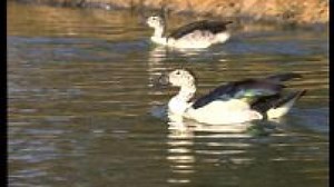 Încălzirea globală a înnebunit raţele