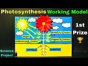 Photosynthesis model for school project,How to make photosynthesis science project