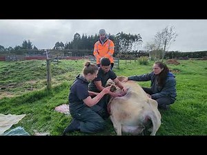 Daisy Cow Cesarean Section - Vet performs a cesarean section ("C-section") cow with twisted uterus.