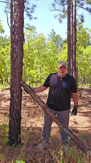 Learn to Craft a Squirrel Pole Trap for Wilderness Sustenance! 🌳🐿️ #SquirrelPoleTrap #WildernessSurvival #BushcraftSkills #ForagingAdventure #OutdoorSkills #HuntingTechniques #SustainableHarvest #WildGamePreparation #HunterGatherer #NatureInspired #WildFood #survivalpreparation | EJ Snyder