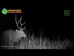 The male sika deer is alert. He is trying to hear the sounds of danger in the dark / Cervus nippon