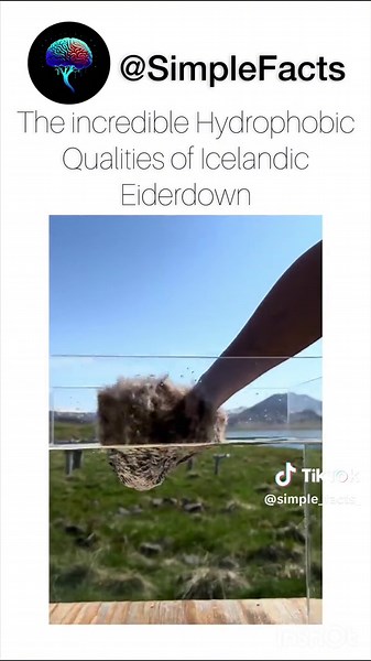 Amazing Hydrophobic Icelandic Duck Feathers!