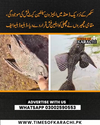 WWF Pakistan reported that on January 4, 2026, an unusual fish brought from Dhhand near Sukkur to Karachi Fish Harbour baffled experts and was initially called an “alien.” The fish was later identified as an Amazon Sailfin Catfish, known for its thick, armor-like body covered with bony plates. Native to Latin America, this species is popular worldwide as an aquarium fish. #Karachi #Catfish #TOKReports | TOK Videos