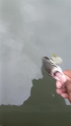 Archer Fish Adventure: A 12 cm Catch