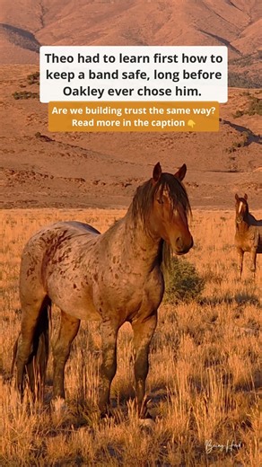 How Theo Learned What It Takes to Be Chosen By A Mare