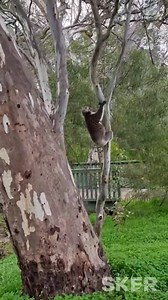 Koalas 🐨 are often thought of as sleepy 😴 and slow moving 🐌 but as rescuers we get to see a different side of them. Koalas can actually be quite athletic 💪 and amazing gymnasts 🤸‍♀️ in the trees 🌳. This girl was relocated from on top of a house roof 🏡 and couldn't resist showing off her jumping ability! | Southern Koala and Echidna Rescue Ltd