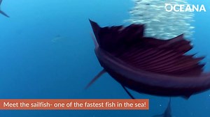133K views · 7.5K reactions | Watch out! Clocked at reaching speeds of over 68 miles per hour, sailfish are one of the fastest fish in the sea!  | Oceana | Facebook