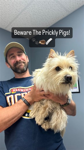 10K views · 368 reactions | Attention Dog owners! Beware the Prickly...