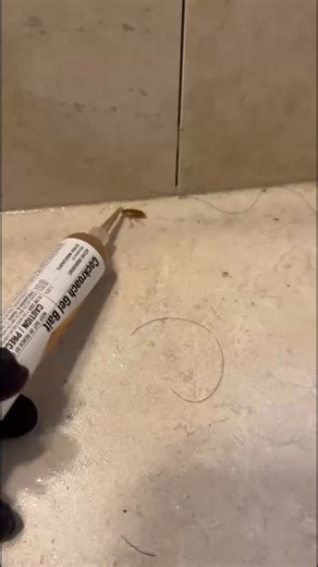 Lion Pest Control on Instagram: "Did you know? Baby cockroaches don’t need their mother to survive. #pestcontrol #sanantonio #texas #roaches"