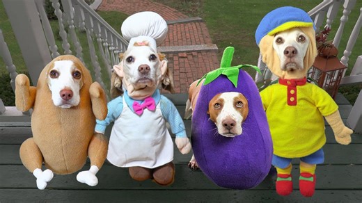 Dogs go trick or treating in epic costume compilation