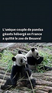 L’unique couple de pandas géants hébergé en France a quitté le zoo de Beauval