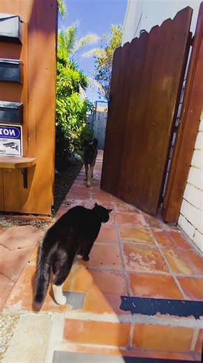 Episode 52: Funny Orange Cat Behaviors