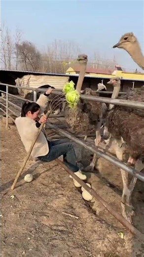 #ostrichegg #funny #animals #ostrich