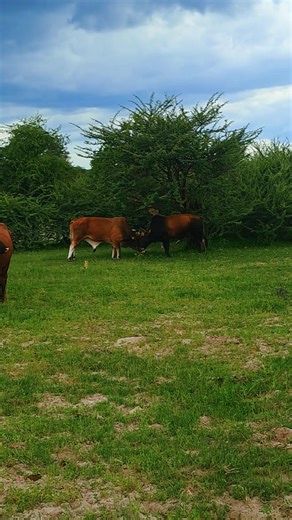 EKANGO LOMEYA MALULA and LAHAUSHONA NOVANA Explained