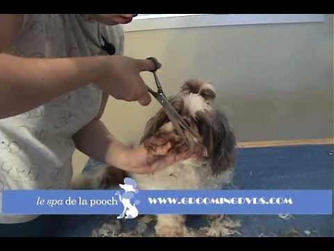 How To Groom A Shih Tzu-Trim The Dog's Face-Cut Around Eyes on Flat Face Dog