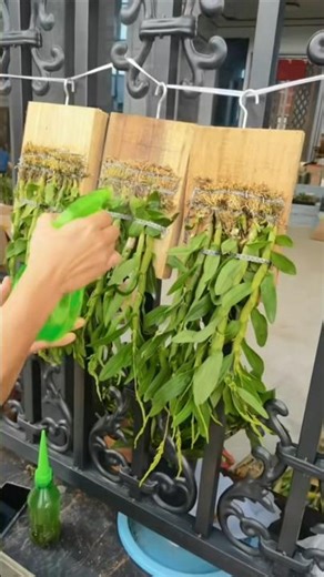 Easy propagation dendrobium densiflorum orchid plants #orchid #garden 🌵🌵🌵🌵