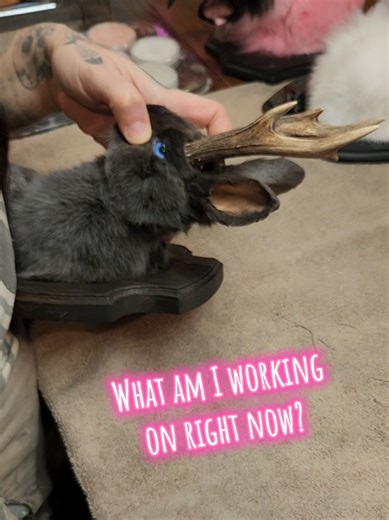 #taxidermy #jackalope